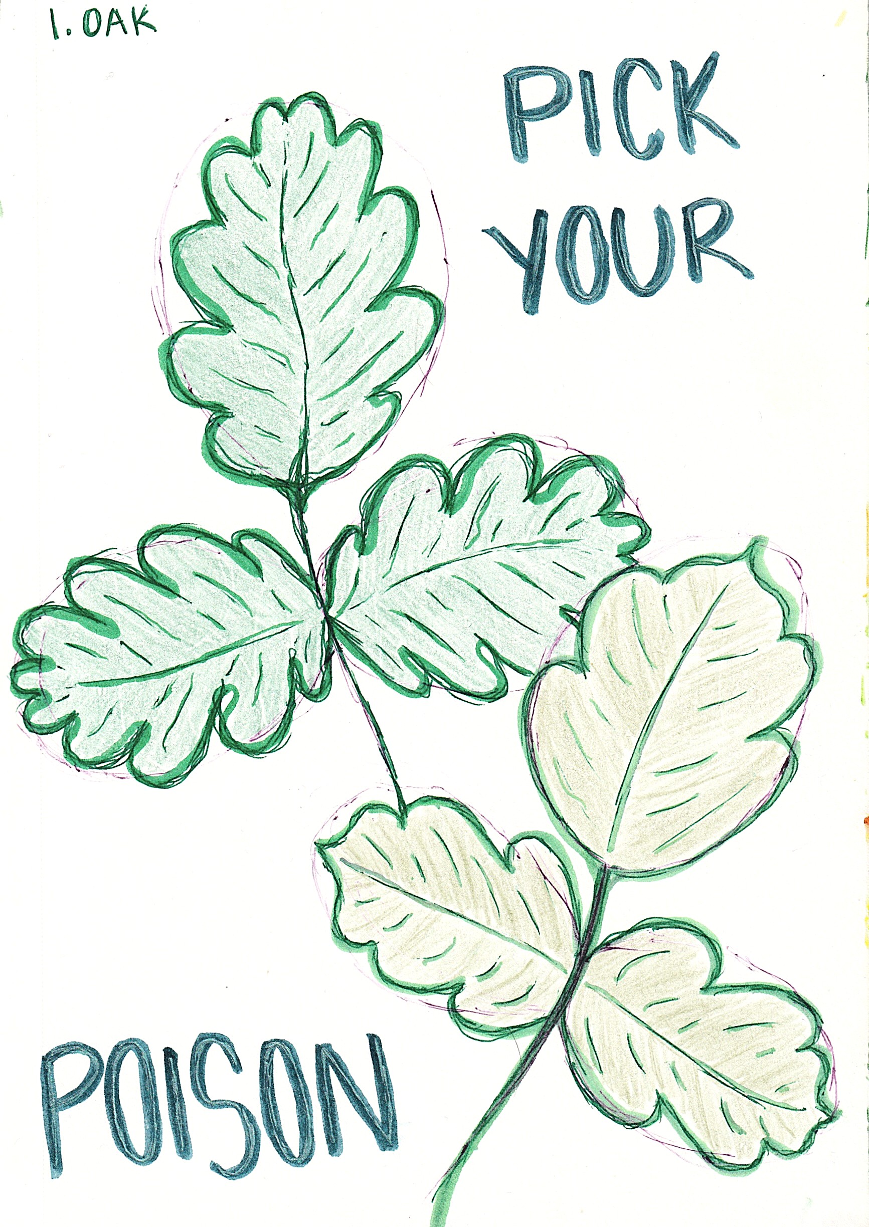 Pick Your Poison - 2025 Sketchbook page illustrating two sets of leaves labeled ‘1. OAK’ at the top. The healthy oak leaves are drawn in green pencil and ink on the left, while a similar trio of leaves on the right is labeled with the phrase ‘PICK YOUR POISON,’ referencing the resemblance to poison oak or ivy